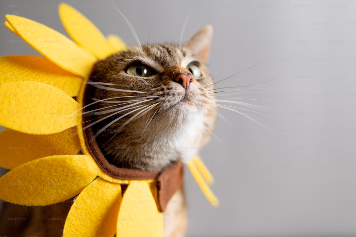 Anatomía del gato - Gato gris estirándose mostrando su flexibilidad