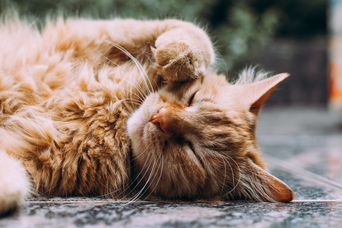Comportamiento del gato - Gato blanco y negro en posición de caza